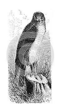 Falcon The hen harrier Circus cyaneus vintage illustration from Brockhaus Konverstions-Lexikon 1908