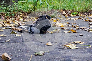 Falcon hobby caught a pigeon and eats