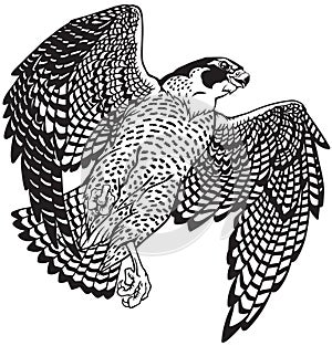 falcon a hunter in flight. Black and white vector