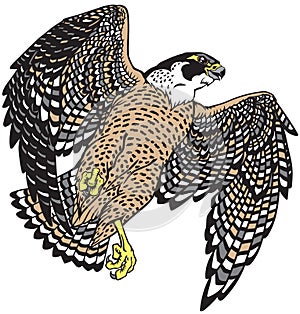 falcon a hunter in flight. Isolated vector