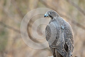 Falcon hunting. Closeup portrait of a falcon with telemetry transmitter