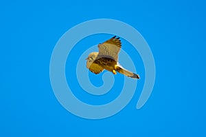 Falcon  hunting photo