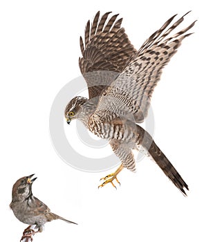 Falcon hunts a sparrow