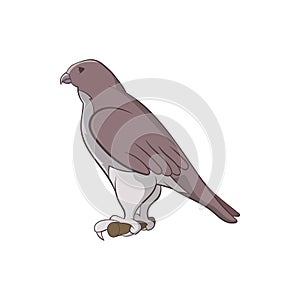 Falcon icon, cartoon style