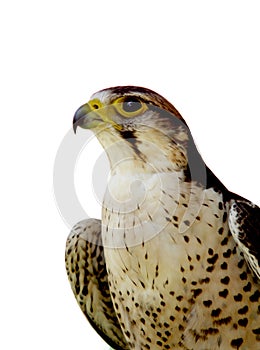 Falcon isolated