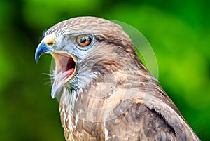 Falcon with its beak open