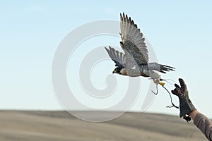 Falcon jumping into flight