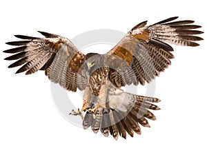 Falcon landing swoop hand draw and paint color on white background. photo