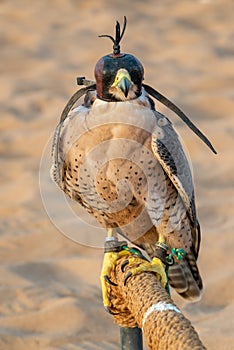 Falcon with a leather hood. Falconry show in the desert near Dubai, UAE