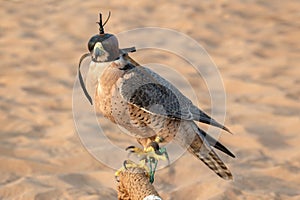 Falcon with a leather hood. Falconry show in the desert near Dubai, UAE