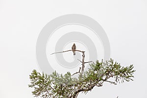 A falcon looks out for prey sitting on the top of a pine tree