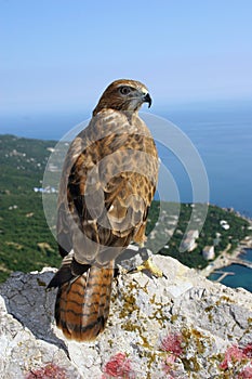 The falcon looks at us, sitting on top of mountain