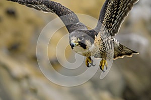 falcon in midflight with wings extended photo