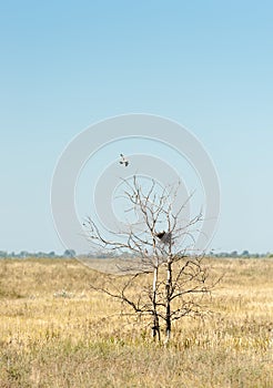 Falcon Nest