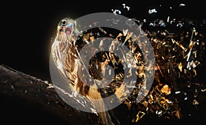 Falcon with open beak, abstract animal concept. photo