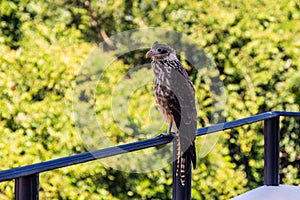 Falcon at Parador Resort and Spa Manuel Antonio