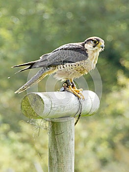 Falcon on perch Falconry