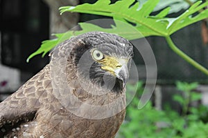 Falcon Peregrine or eagle Close-up