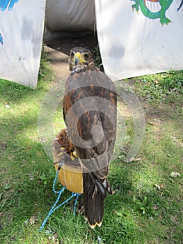 Falcon in a polish castle.