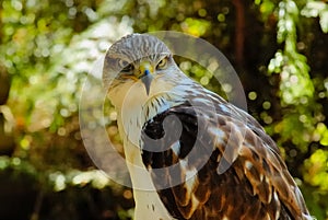 Falcon (portrait-2)