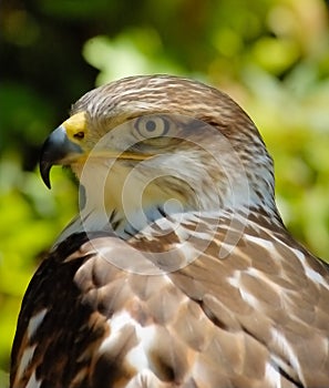 Falcon (portrait)