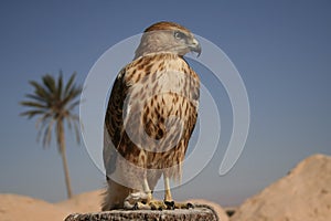 Falcon portrait I