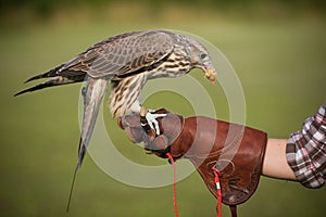 Falcon with a prey