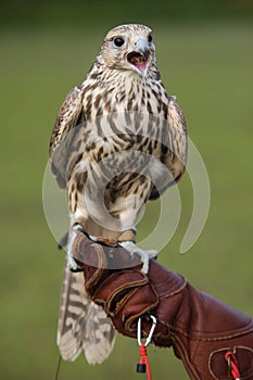 Falcon with a prey