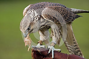 Falcon with a prey