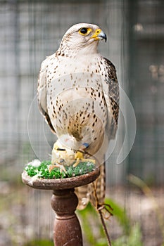 Falcon of prey eats its lunch
