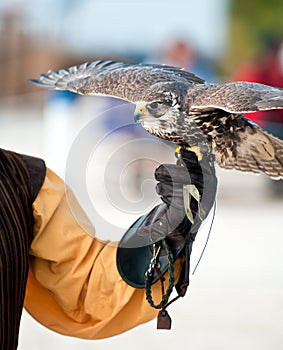 Falcon ready to fly