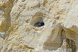 Falcon`s nest in the wall, in the wild