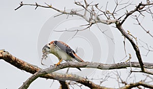 Falcon sits on a branch and eats a lizard