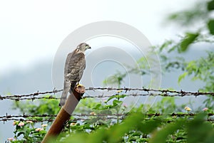 A falcon sitting on fence