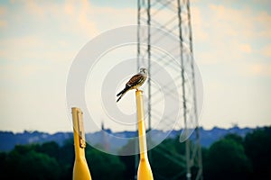 Falcon sitting, resting on a post in nature. Falcons are birds of prey in the genus Falco