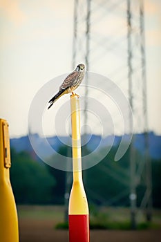 Falcon sitting, resting on a post in nature. Falcons are birds of prey in the genus Falco