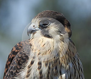 Falcon species