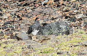 Falcon on the stones