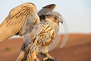 Falcon in the desert of Abu Dhabi, UAE, closeup of falcon bird or bird of prey