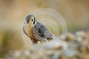 Falcon at sunset. Peregrine falcon, Falco peregrinus, perched on cliff edge. Majestic bird of prey in natural habitat. Wildlife