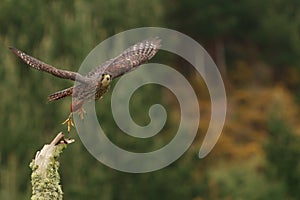 Falcon takes off against background of pine trees