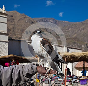 Falcon for tourists