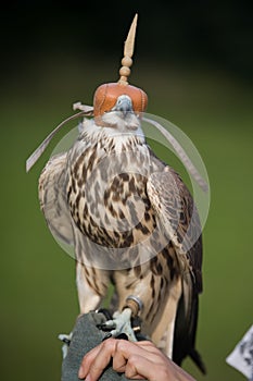 Falcon before training flight