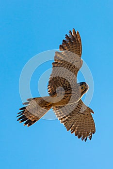 Falcon  hunting photo