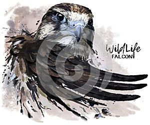 Falcon watercolor painter photo