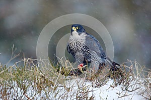 Falcon witch catch dove. Wildlife scene from snowy nature. Cold winter with bird. Falcon eating bird with plumage. Peregrine Falco