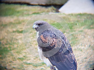 falcon in a zoo