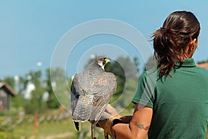 Falconer