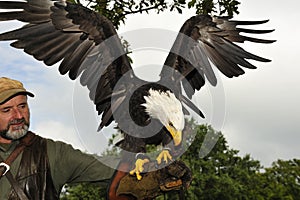 Falconer with Bald eagle