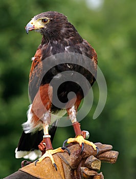 Falconer with bird of prey